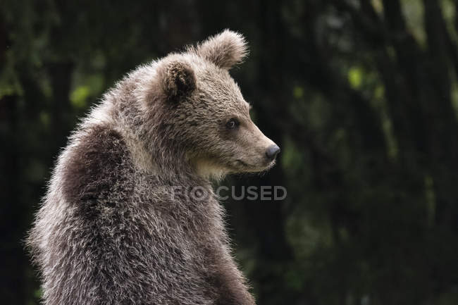 Urso pardo europeu jovem (Ursus arctos), Markovec, Comuna de Bohinj, Eslovénia, Europa — Fotografia de Stock