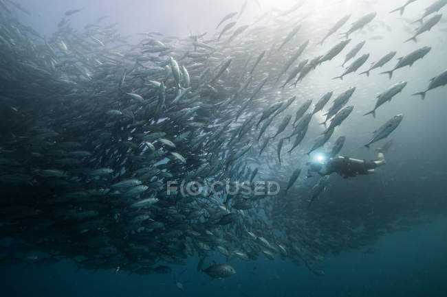 Underwater view of diver swimming among fishes in blue sea, Baja California, Mexico — Stock Photo