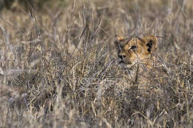 Un leone sdraiato sull'erba alta e asciutta e distogliendo lo sguardo a Tsavo, Kenya — Foto stock