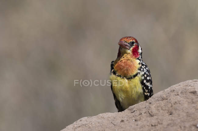 Red-and-yellow barbet, Trachyphonus erythrocephalus, on termite mound, Tsavo, Kenya — Stock Photo