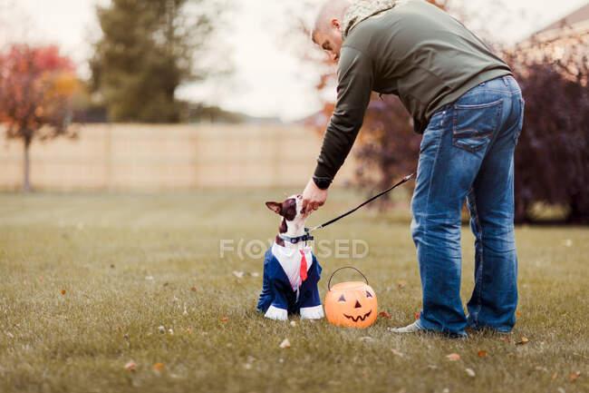 Homem no parque acariciando seu Boston Terrier vestindo trajes de negócios para o dia das bruxas — Fotografia de Stock
