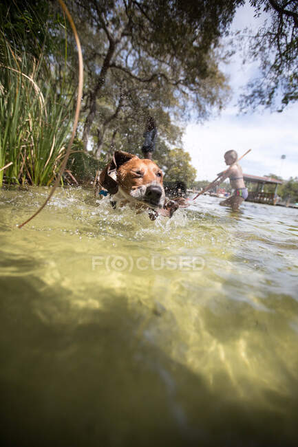 Пес плаває у воді, дівчина грає на задньому плані, Дестін, Флорида. — стокове фото