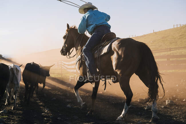 Cowboy on horse lassoing bull, Enterprise, Oregon, Stati Uniti, Nord America — Foto stock