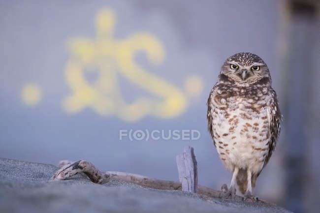 Burrowing Owl a Ocean Beach, San Francisco, California, Stati Uniti, Nord America — Foto stock