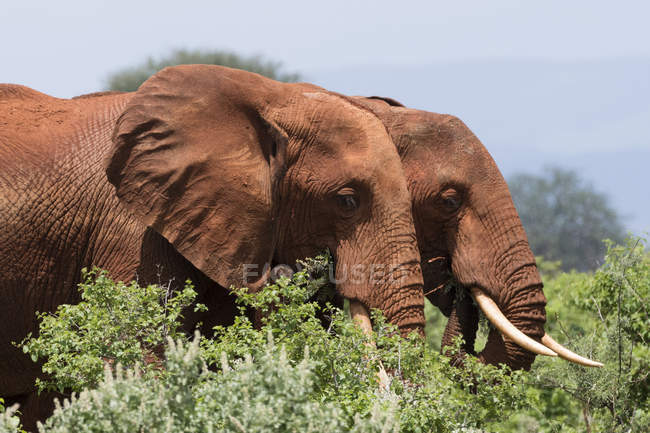Vista lateral de dos elefantes africanos caminando por los arbustos y navegando por Tsavo, Kenia - foto de stock