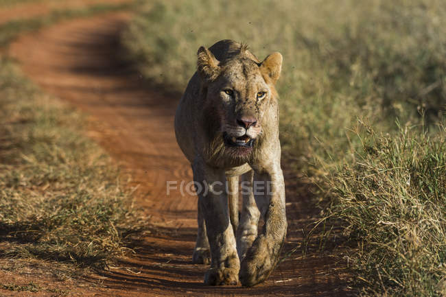 Lionne marchant sur le sentier à Tsavo, Kenya — Photo de stock