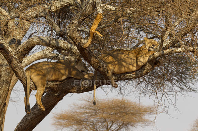 Leones tendidos en el árbol, parque nacional del Tarangire, tanzania - foto de stock