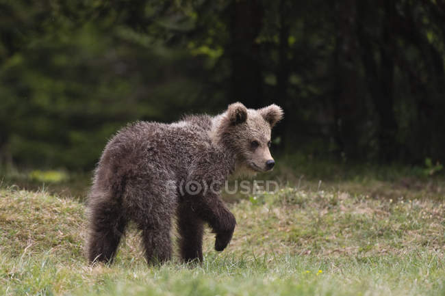 Молодой европейский бурый медведь (Ursus arctos), Марковец, Бохинская коммуна, Словения, Европа — стоковое фото