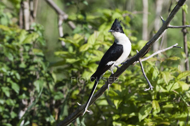 Black and white cuckoo, Oxylophus jacobinus, perching. Tsavo, Kenya — Stock Photo