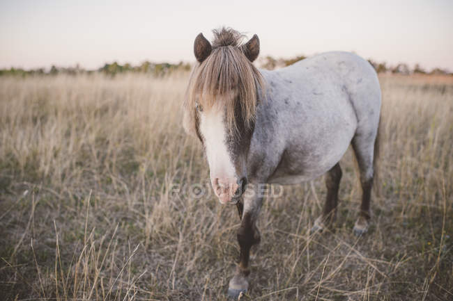 Portrait of horse in field at sunset — Stock Photo