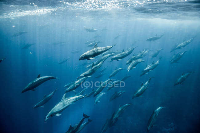 Grande gruppo di tursiopi, Seymour, Galapagos, Ecuador, Sud America — Foto stock