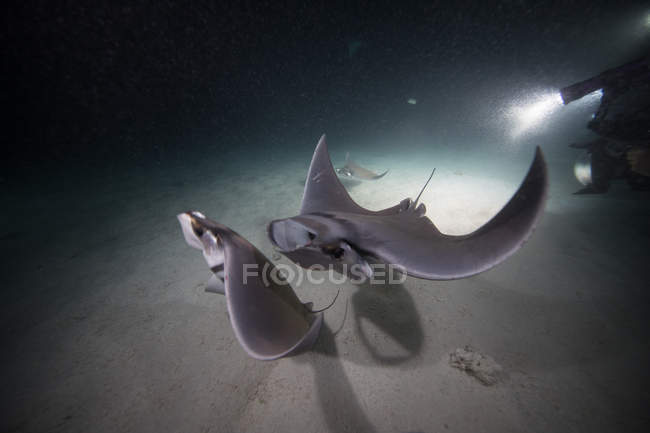 Mobula rays feeding on plankton at night — Stock Photo