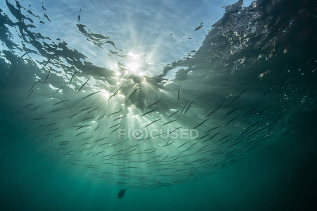 Рыба в океане, остров Эспириту-Санто, Ла-Пас, Нижняя Калифорния-Сур, Мексика — стоковое фото