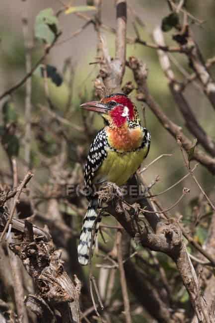 Red-and-yellow barbet, Trachyphonus erythrocephalus, on tree, Tsavo, Kenya — Stock Photo