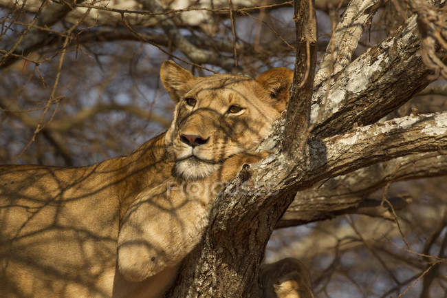 One beautiful lion lying on tree, tarangire national park, tanzania — Stock Photo
