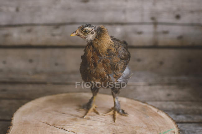 Retrato de pollo joven en gallinero - foto de stock