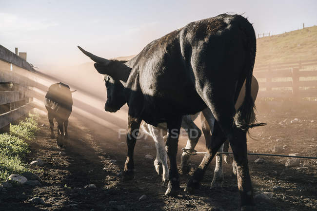Rear view of bulls, Enterprise, Oregon, United States, North America — Stock Photo