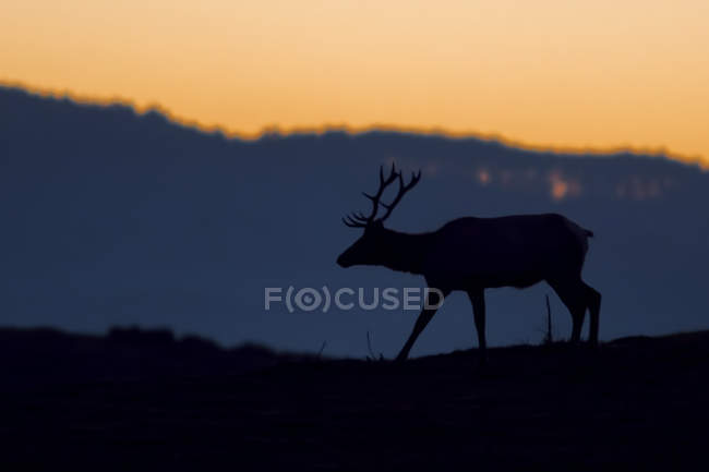 Silhouetted tule elk buck (Cervus canadensis nannodes) at sunset, Point Reyes National Seashore, California, USA — Stock Photo