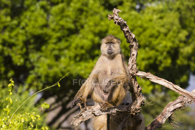 Yellow baboon resting on tree branch, Tsavo, Kenya — Stock Photo