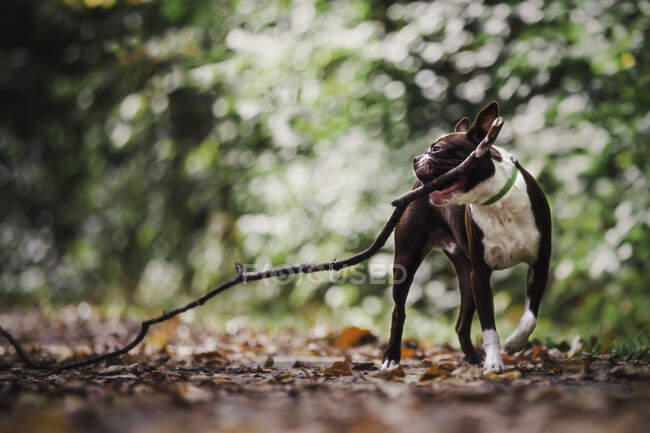 Boston terrier in rural setting, carrying large stick in mouth — Stock Photo