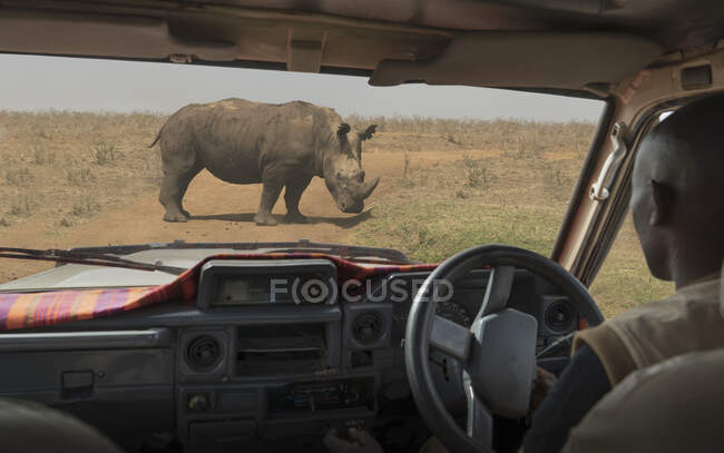 Man in vehicle looking at black rhino grazing, Nairobi National Park, Nairobi, Kenya, Africa — Stock Photo