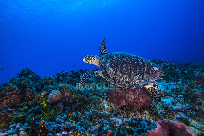 Подводный вид черепахи-ястреба, плавающей над морским дном — стоковое фото