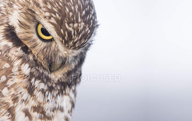 Burrowing Owl, Ocean Beach, San Francisco, California, Estados Unidos, América del Norte - foto de stock