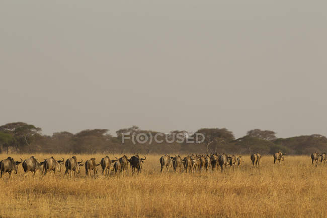 Troupeau de gnous marchant sur le champ à Tarentgire, tanzanie — Photo de stock