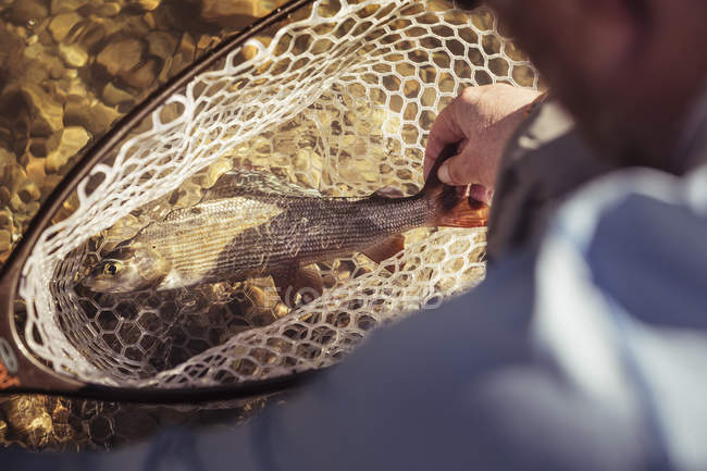 Vista sobre el hombro del pescador con peces con red capturados en el río, Mozirje, Brezovica, Eslovenia - foto de stock