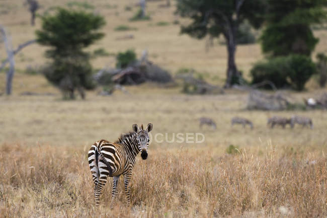 Портрет общей зебры, Equus quagga, смотрящей в камеру, Цаво, Кения — стоковое фото