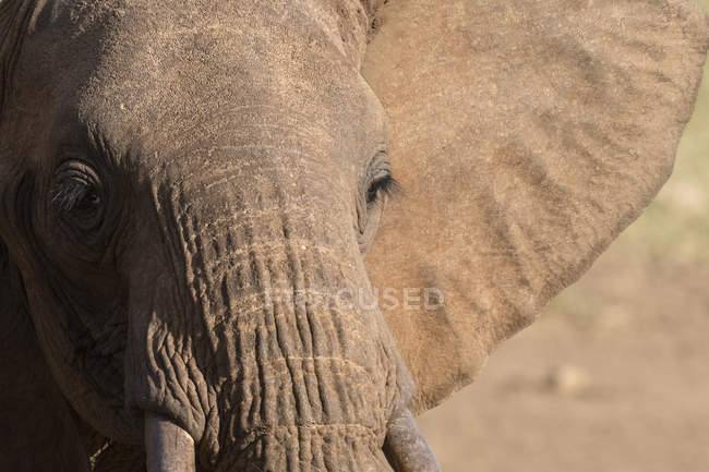 Zugeschnittenes Bild eines afrikanischen Elefanten in Tsavo, Kenia — Stockfoto