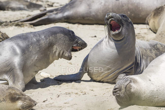 Maschio elefanti settentrionali foche sparring, Ano Nuevo State Park, Pescadero, California, Stati Uniti — Foto stock