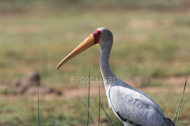 Gelbschnabelstorch, Mycteria ibis, tsavo, kenya. — Stockfoto