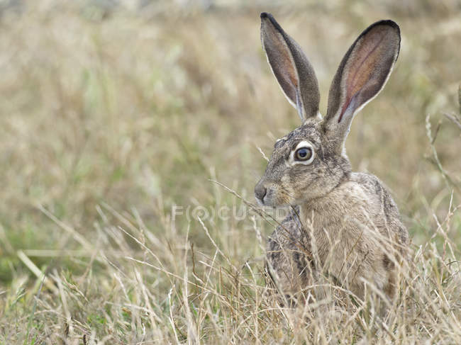 Coniglio di lepre dalla coda nera nell'erba lunga, Point Reyes National Seashore, California, USA — Foto stock