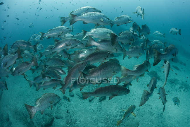 Pesci snapper che nuotano nell'oceano, Punta Baja, Baja California, Messico — Foto stock