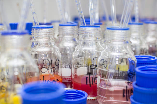 Pipettes in beakers of dye in lab, close-up — Stock Photo
