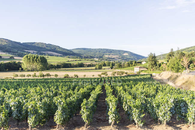 Спостерігаючи видом на виноградник, Бургундія, Франція — стокове фото