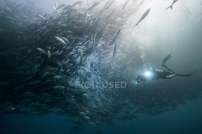 Underwater view of diver swimming among jack fishes in blue sea, Baja California, Mexico — Stock Photo