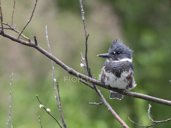 Belted Kingfisher resting on branch, Bird Creek, Anchorage, Alaska, United States, North America — Stock Photo