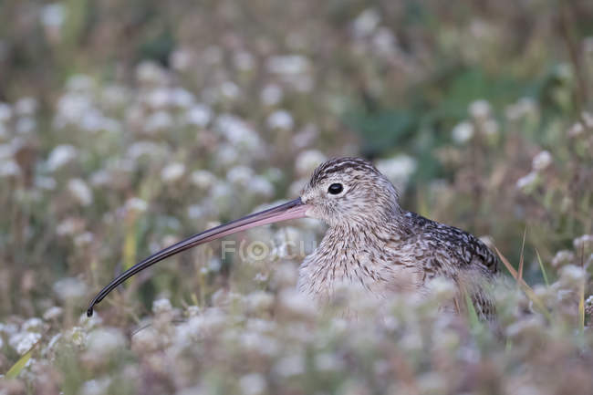 Long-billed curlew, San Francisco, California, United States, North America — Stock Photo