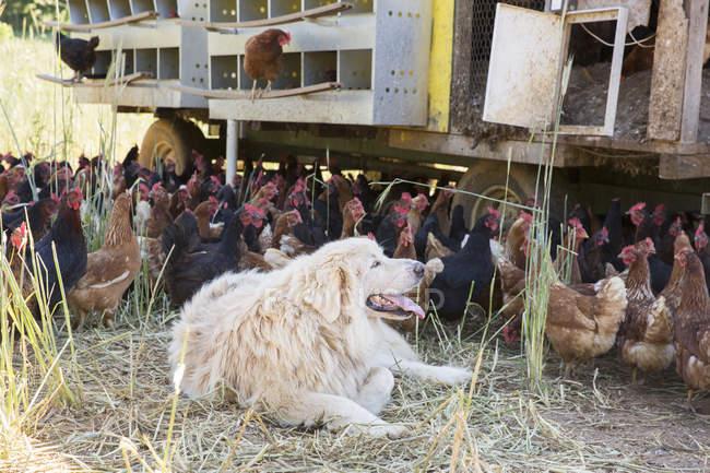 Pyrenean mountain dog lying down by free range golden comet and black star hens on organic farm — Stock Photo