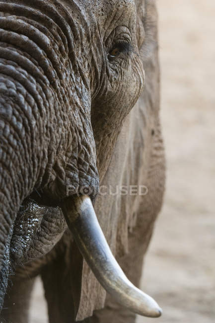 Retrato de cerca del elefante africano en Tsavo, Kenia - foto de stock