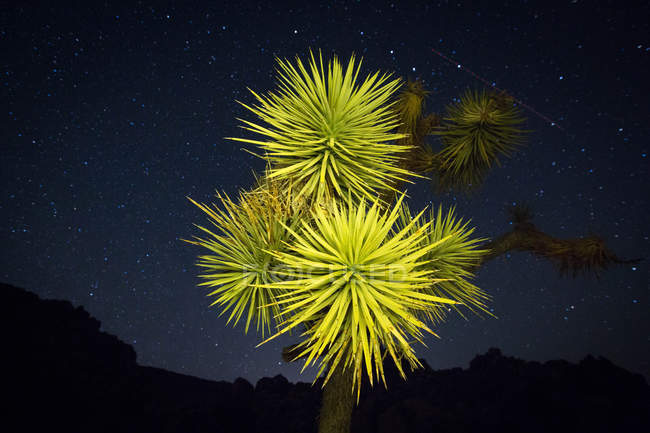Джошуа дерева в пустелі на ніч — стокове фото