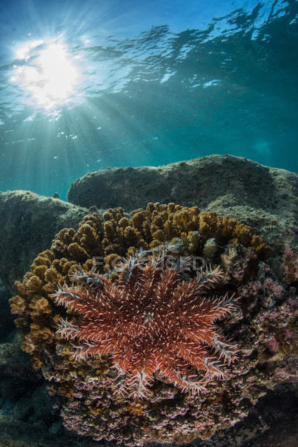 Crown-of-thorns starfish, La Paz, Baja California Sur, México — Fotografia de Stock