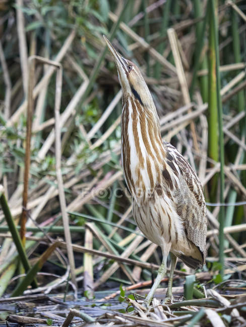 American Bittern looking up in Golden Gate Park, San Francisco, United States — Stock Photo