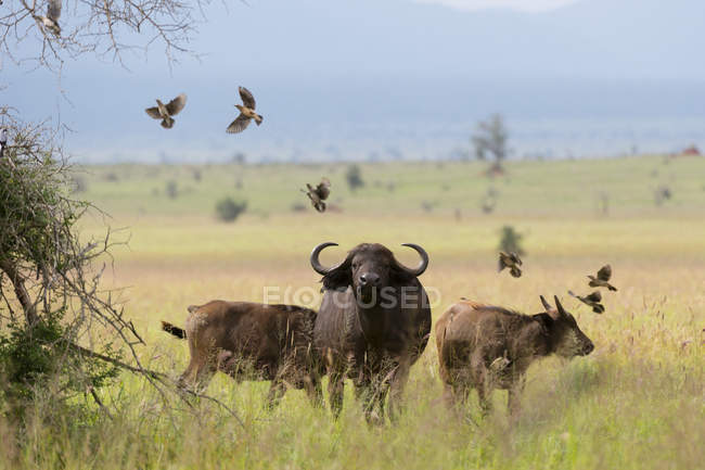 Búfalos africanos, Syncerus caffer, Tsavo, Kenya - foto de stock