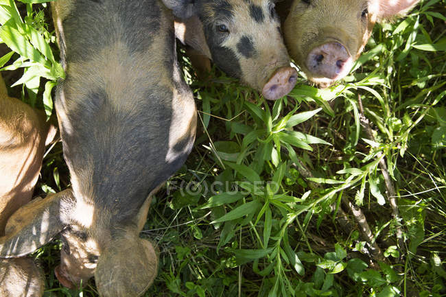 Vista aérea de cerdos patrimoniales en granja ecológica de criadero libre - foto de stock