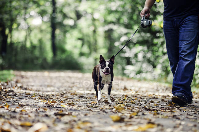Чоловік гуляє собакою в сільській місцевості, низька секція — стокове фото