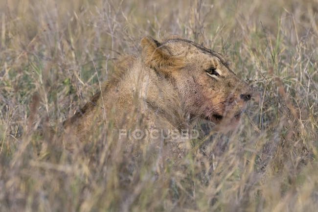Vue latérale de la lionne couchée dans l'herbe à Tsavo, Kenya — Photo de stock