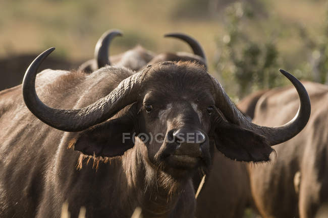 Retrato de búfalo africano, Syncerus caffer, mirando a cámara, Tsavo, Kenia - foto de stock